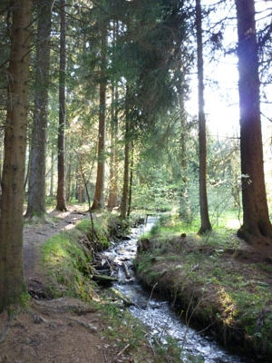 Das Lohenbachtal - Quelle - in Tannenberg - Geyer